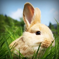 /album/mortgage-brokers-mandurah/photolia-a03-jpg/